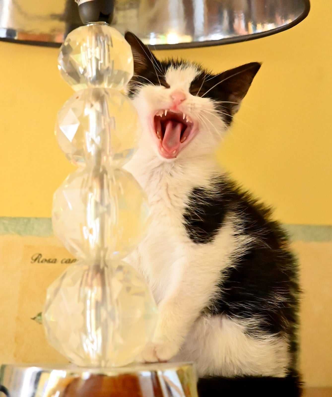 Mała kotka do adopcji !