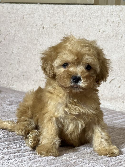 Мальтипу Ф1. Дівчинка міні