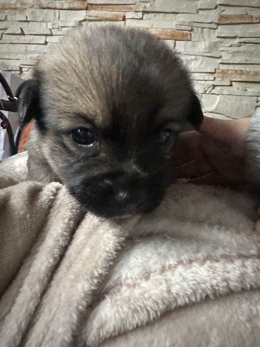 Pieski mieszańce Shih Tzu