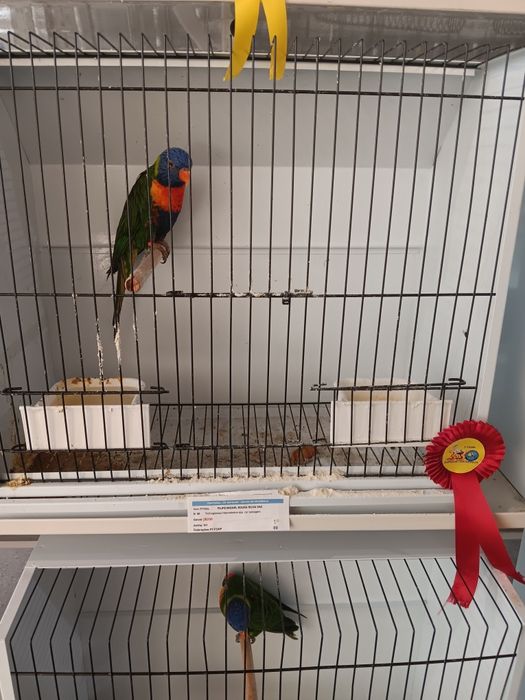 Lori molucano fêmea