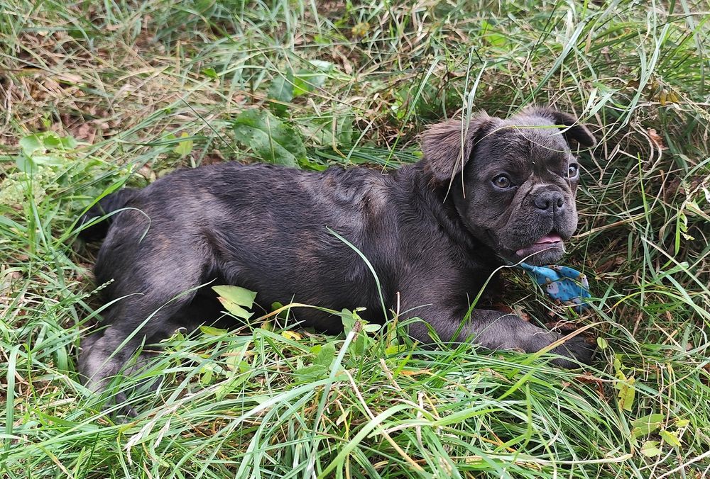Buldog francuski suczka