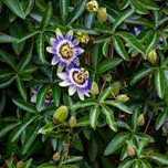 Sadzonka Marakuja Edulis " Passiflora Edulis"