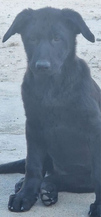 Magenifica menina pastor alemao