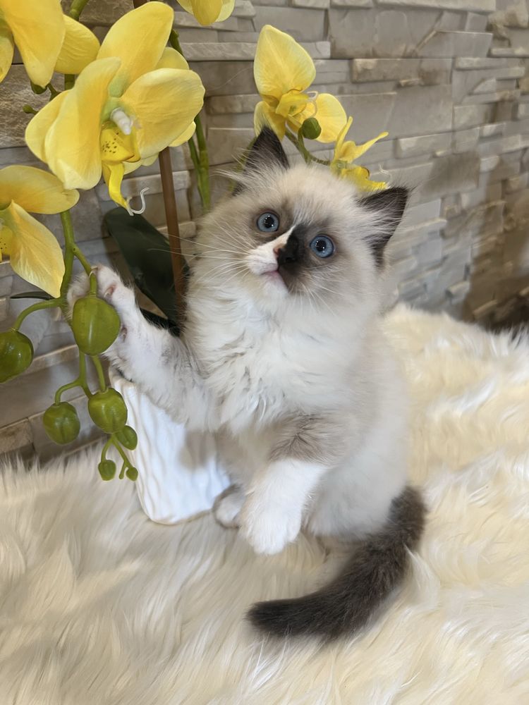 Ragdoll kocurek , rodowod FPL.