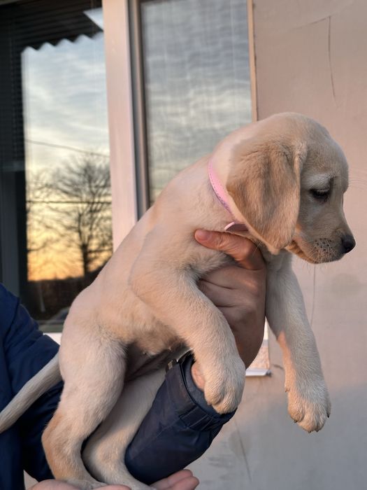 Лабрадор ретривер