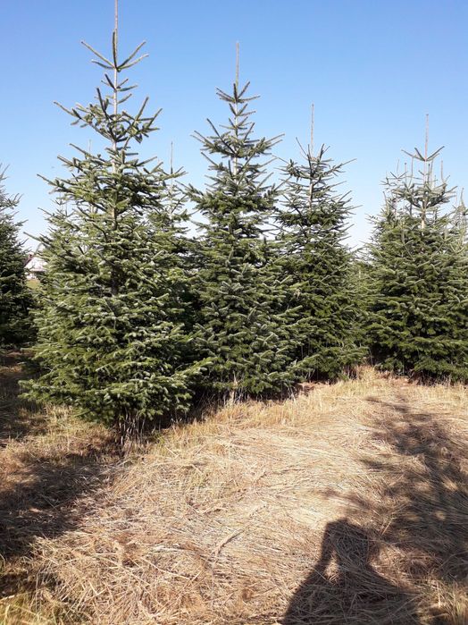 Jodła kaukaska cięta na Święta