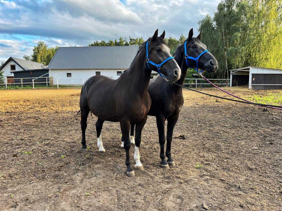 Kare wałachy po oldenburskim Grand Master