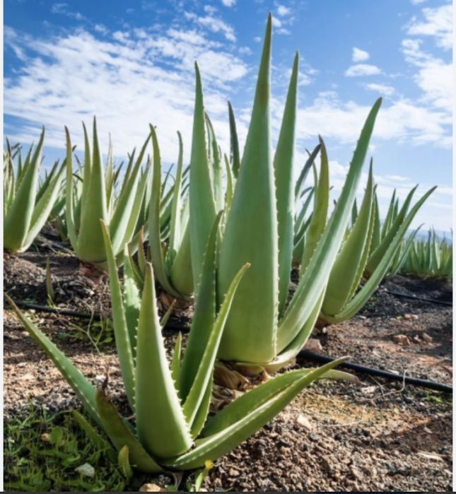 Алоє - вера , плетені кашпо