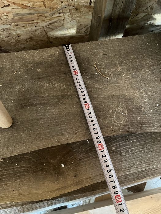 Foszty dąb bezszypułkowy