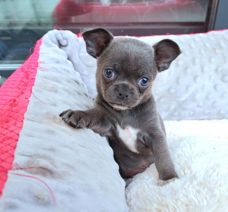 Monte niebieski cudowny chłopczyk Chihuahua