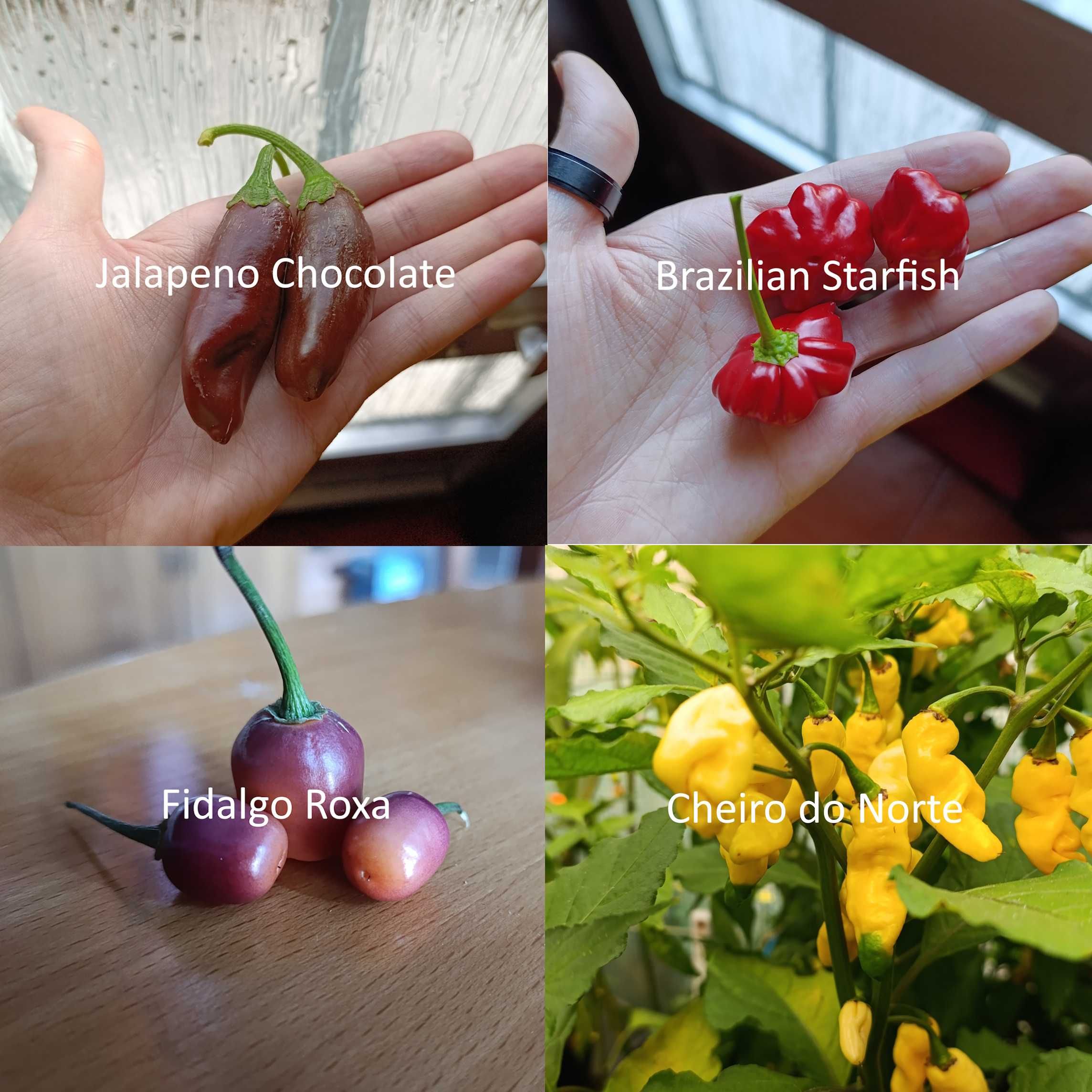 Sementes Pimentas