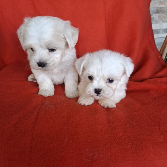 Maltańczyk sunia rodowód +wyprawka