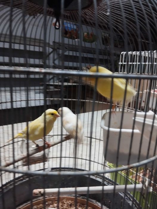 Canários arlequins e amarelos