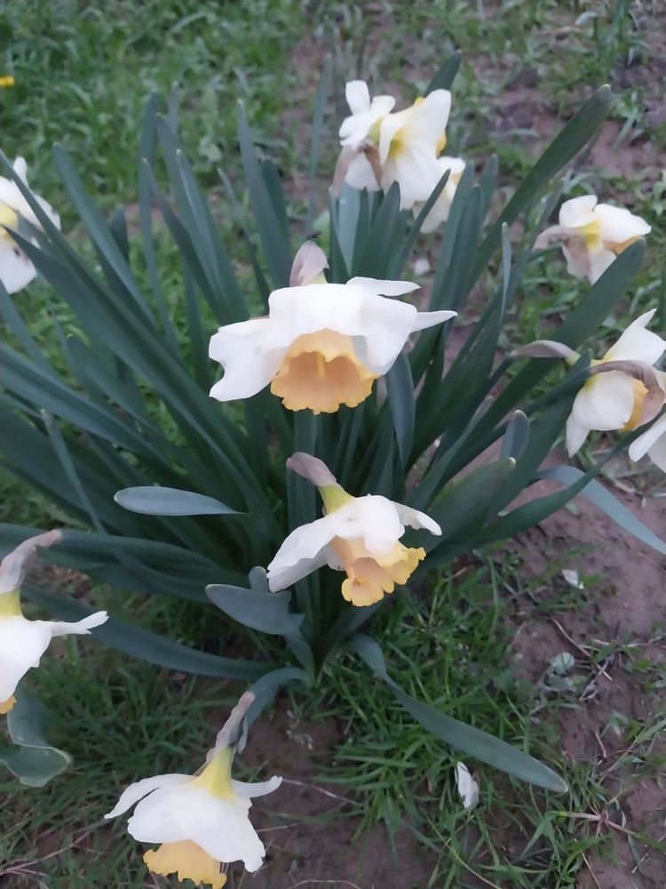 Гіоцинт геоцинт юка тюльпани нарцис 10 грн перші квіти