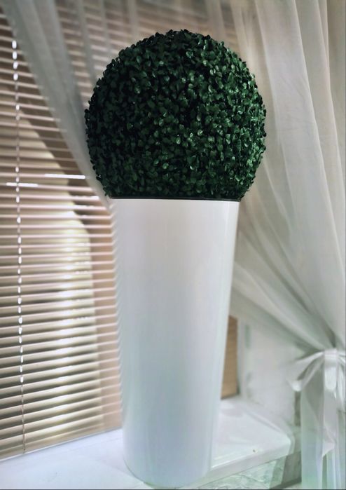 Самшит  декоративный, для офиса,дома