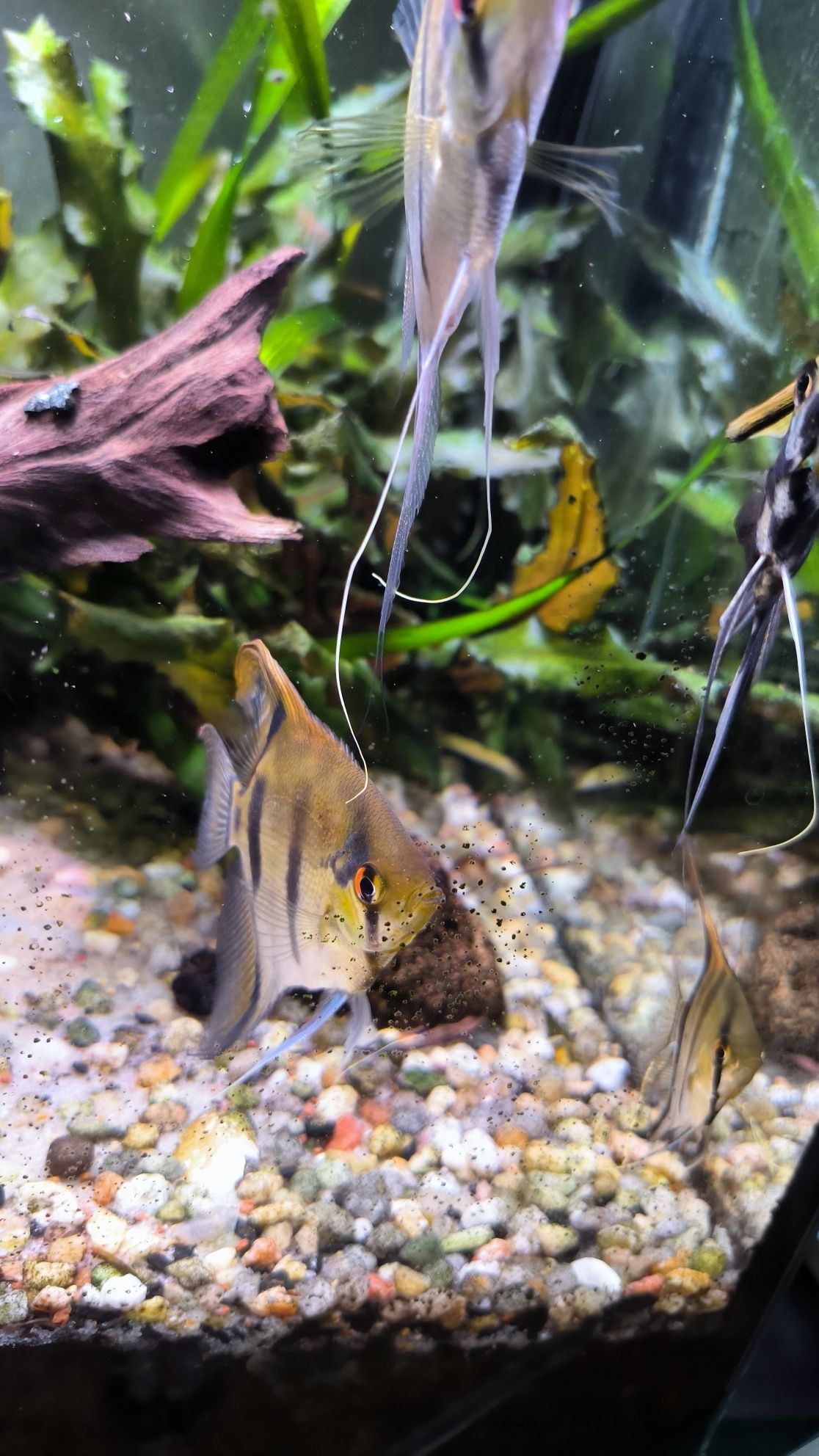 Peixe escalar juvenil