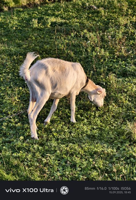Продам козичок дорослих