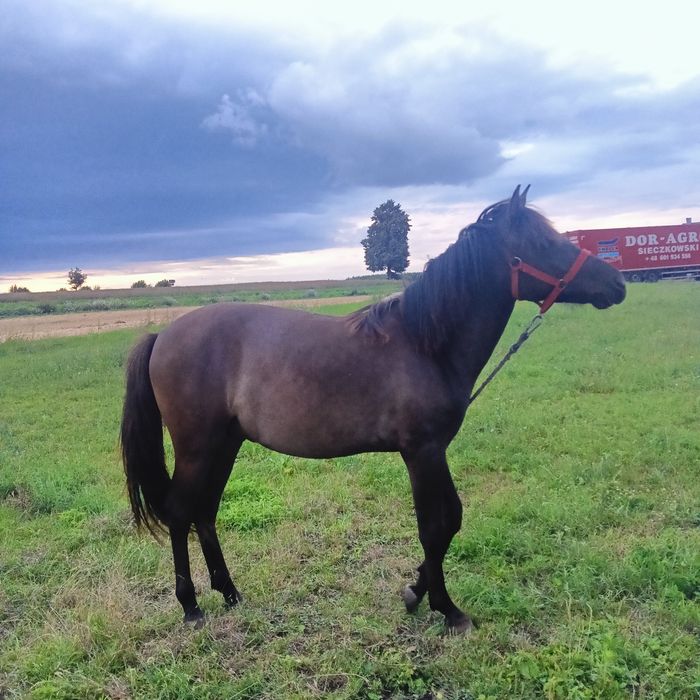 Sprzedam Ogierka Huculskiego