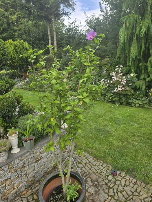 Hibiskus różowy w doniczce zwyklej