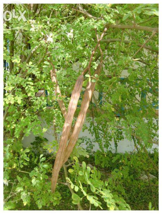 Sementes de Moringa Oleifera. A Árvore da vida