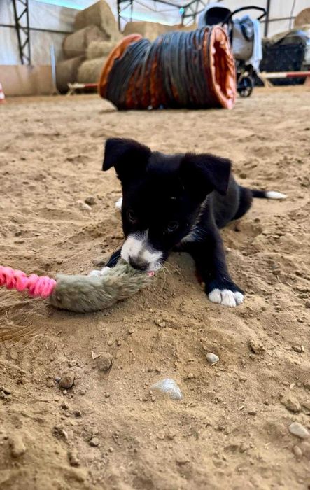 Border collie vers
