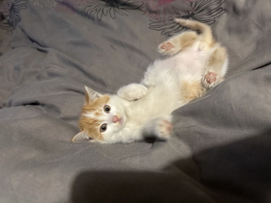 Кошеня, біле, риже, 2-3 міс, віддамо (Київ, Ровжі, Вишгород)