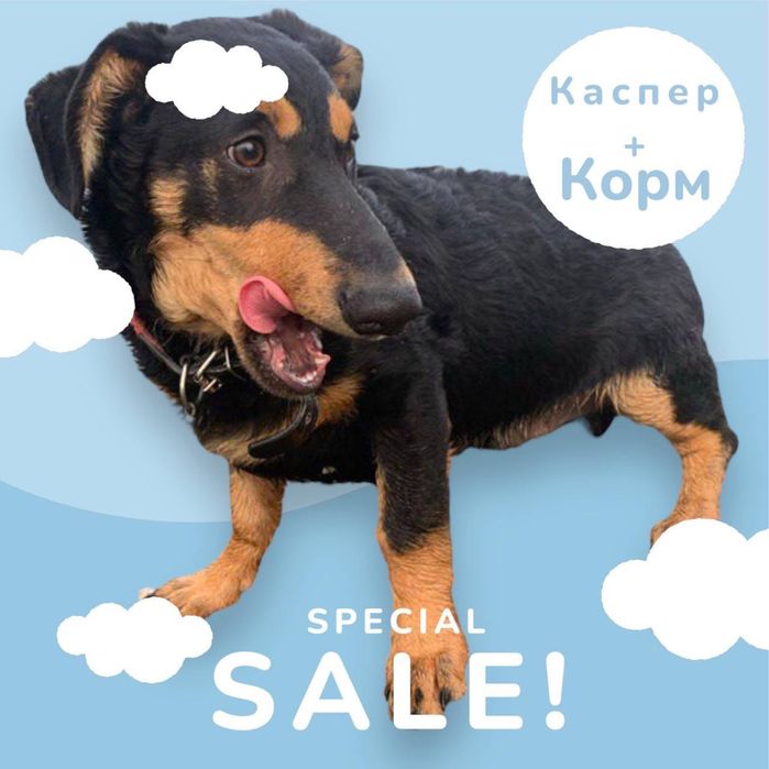 Підрощений песик - Добрим людям.