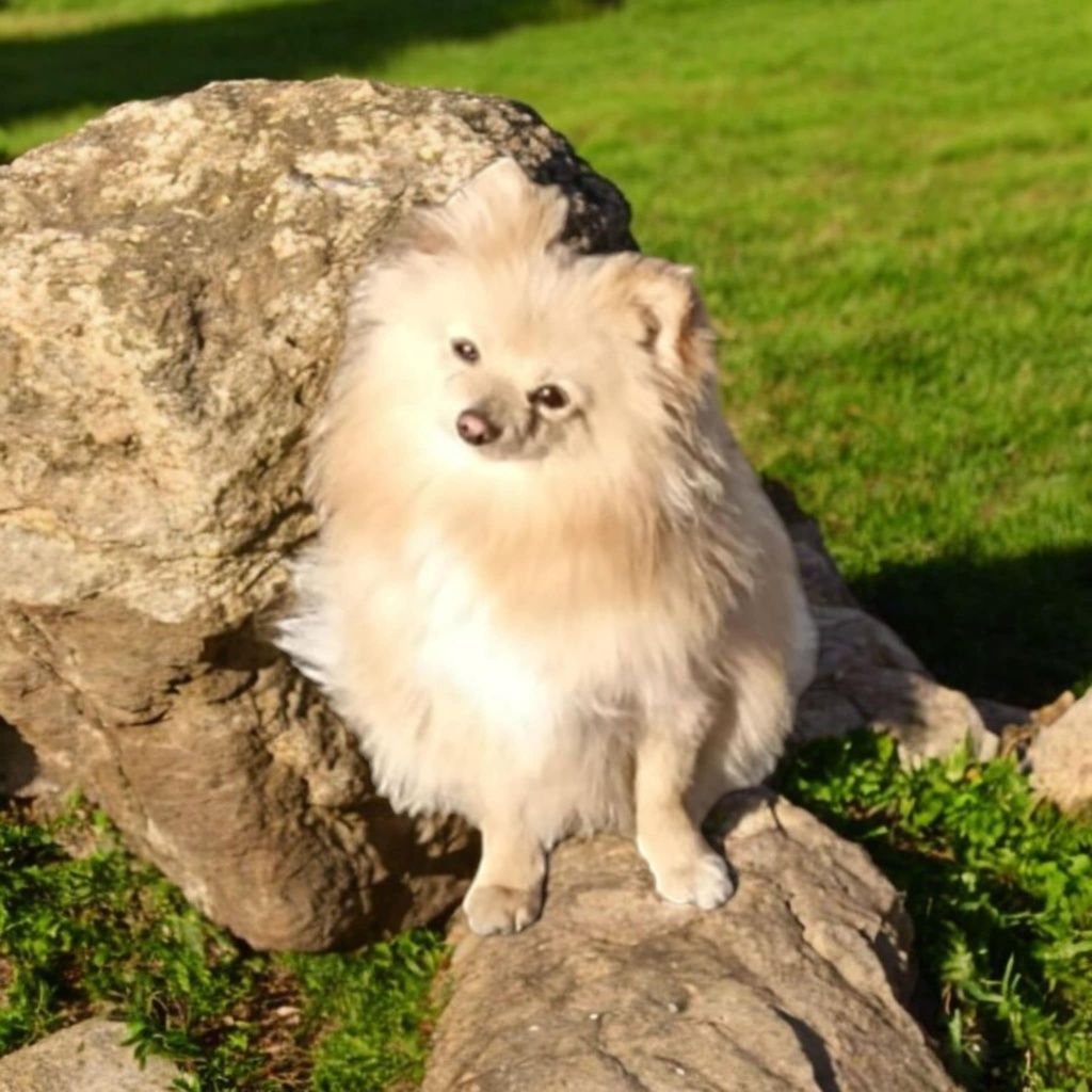 Szpic miniaturowy suczka