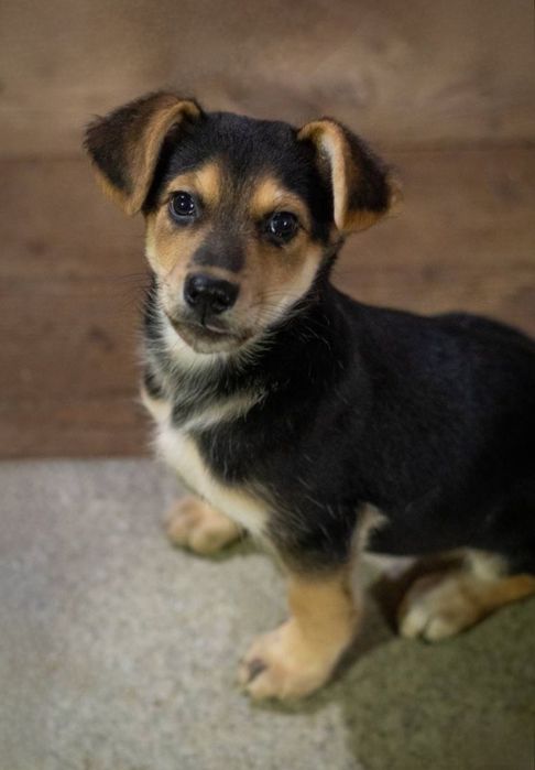 Отдам даром в добрые руки щенков метисы маленькой породы