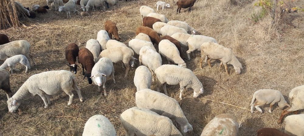 Rebanho de ovelhas paridas com borregos