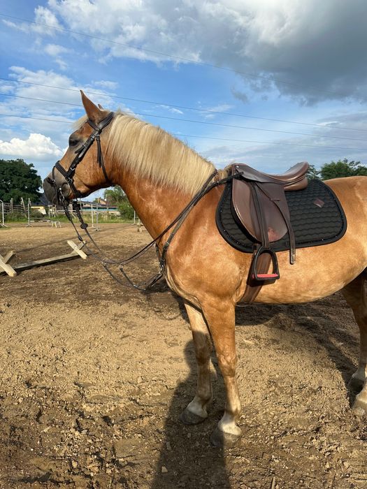 Śliczny haflinger do sportu