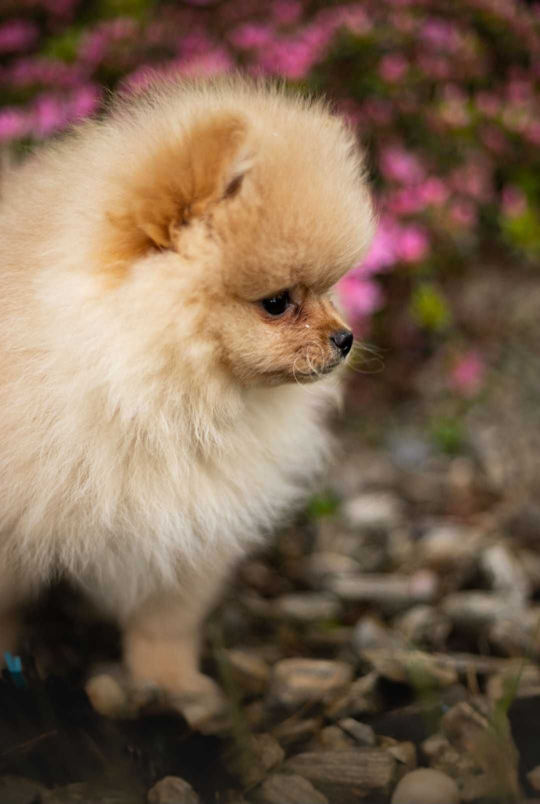 Pomeranian Szpic Miniaturowy