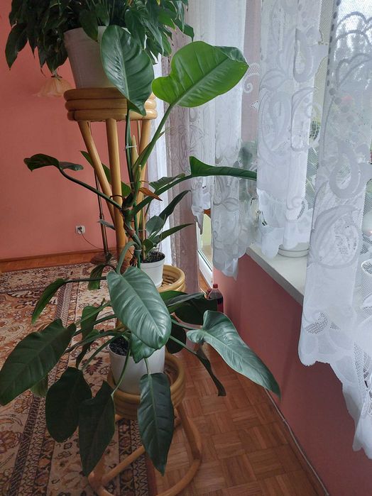 Kwiat filodendron ( Philodendron ).