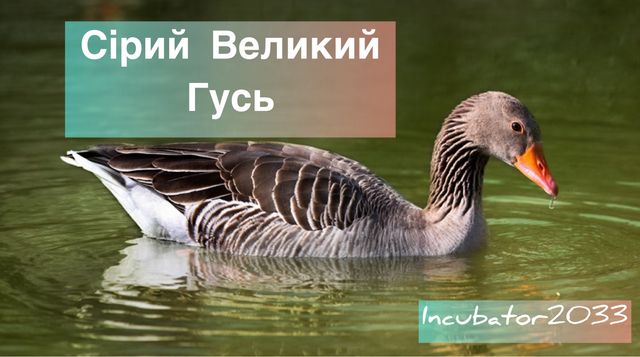 Продаж інкубаційних яєць Сірих Великих гусей