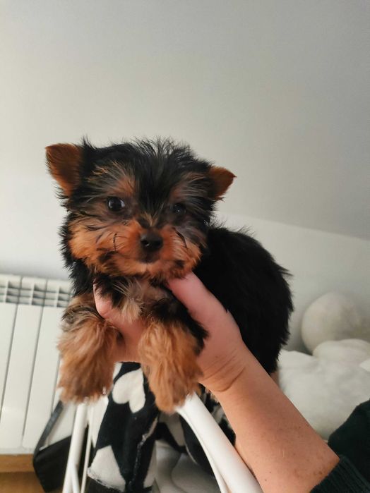 Piękna suczka Yorkshire terrier.