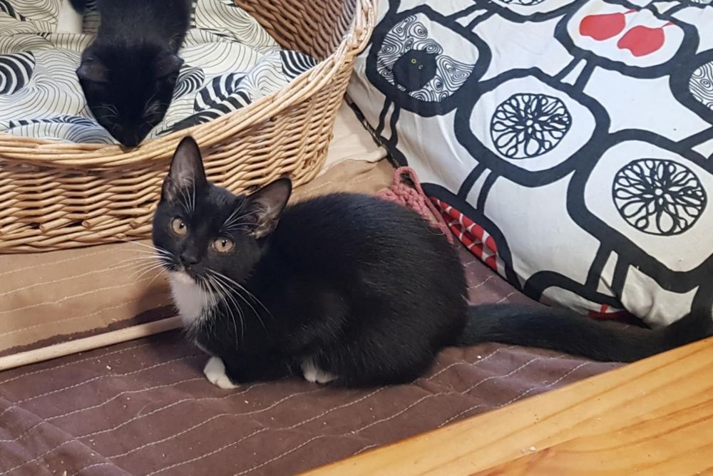 Kociczka 5 mies do adopcji