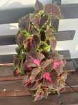 Coleus Solenostemon scutellariodes
