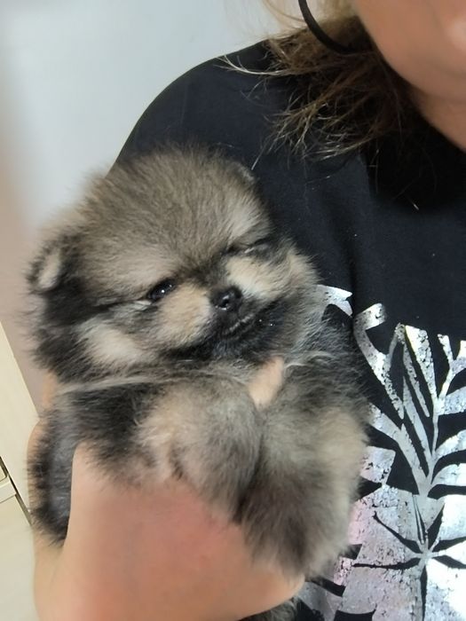 Spitz Anão.Lulu da Pomerânia  Russo com LOP. Mini. Pronto para entrega