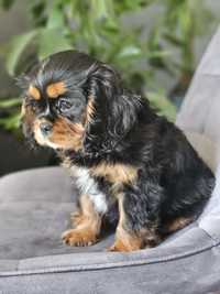 Cavalier King Charles spaniel suczka