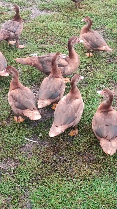 Kaczki czekoladowe i Gęsi Landes