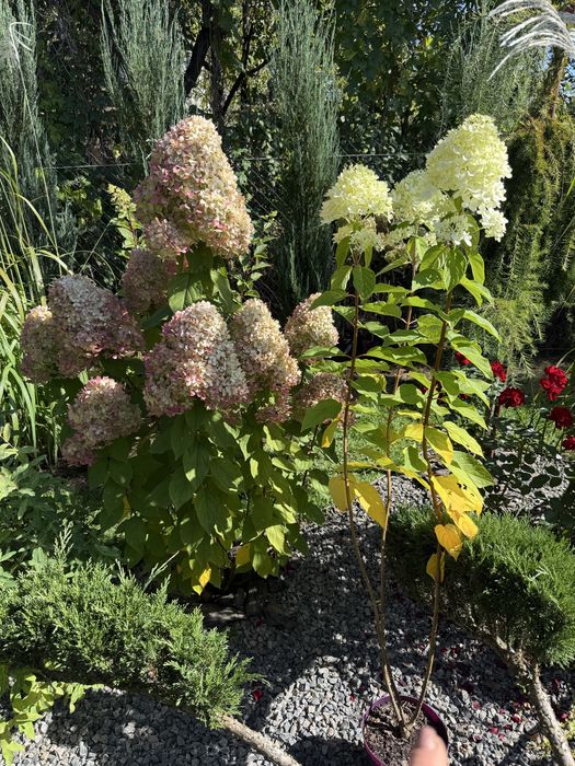 Волотиста гортензія