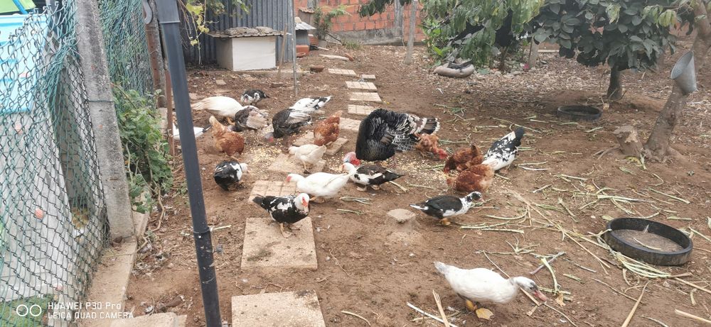 Patos mudos Grandes e pequenos