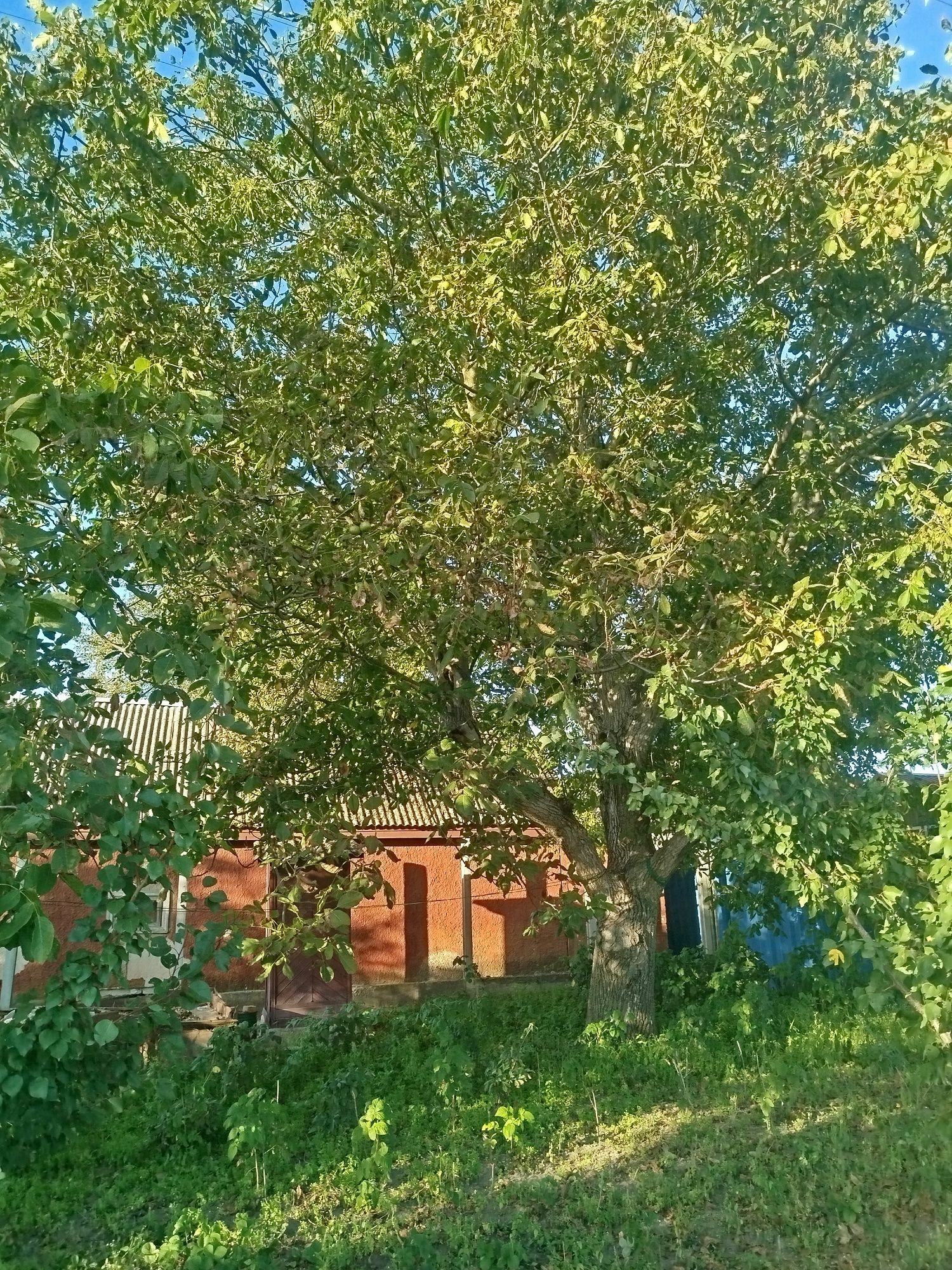 Віддам бескоштовно дрова