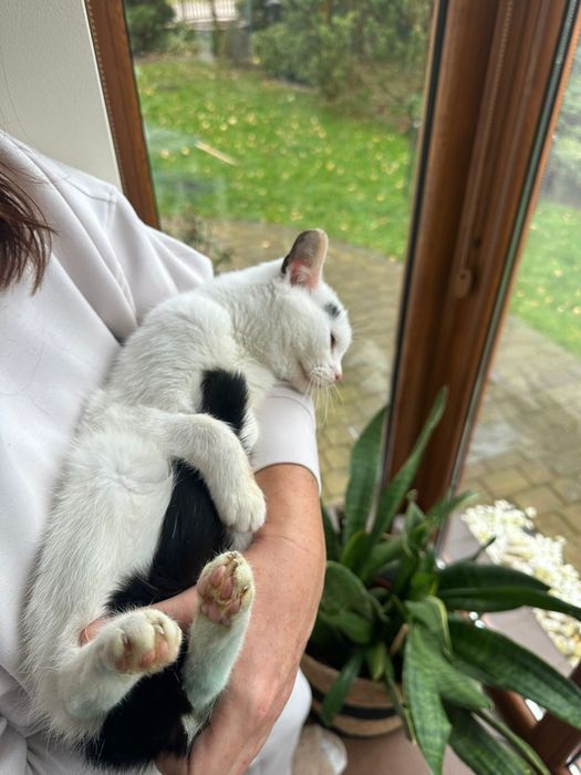 Kotka 8-mies szuka domku