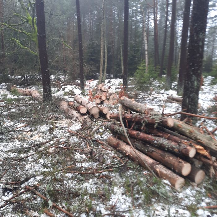 Sprzedam drewno gałeziówka sosna w całości