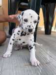 Dalmata filhote