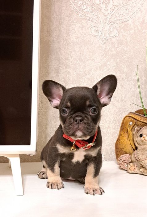 Ексклюзивні малюки