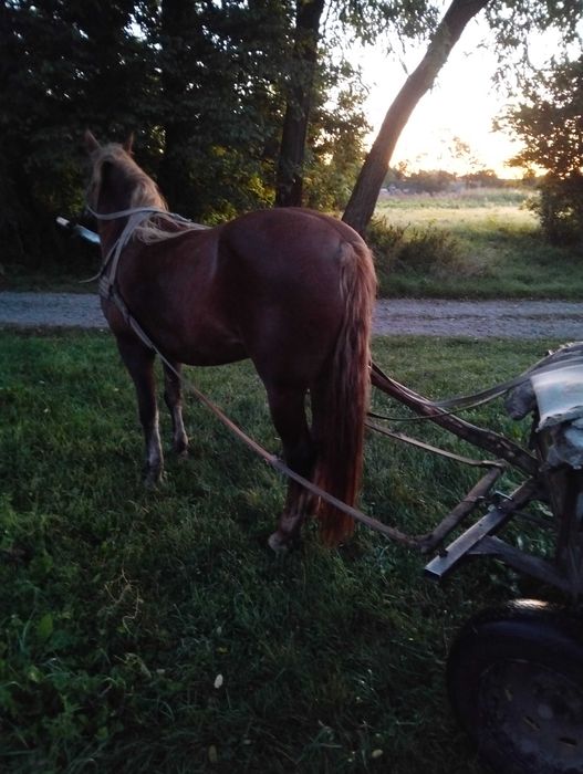 Продам робочу кобилу