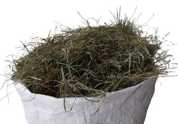 Siano Chincha Z Borów Tucholskich Zielone Pachnące 4kg Królik Gryzonie