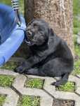Labrador Retriever FCI, ZKwP
